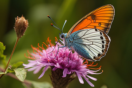 蝴蝶栖息在花朵上图片