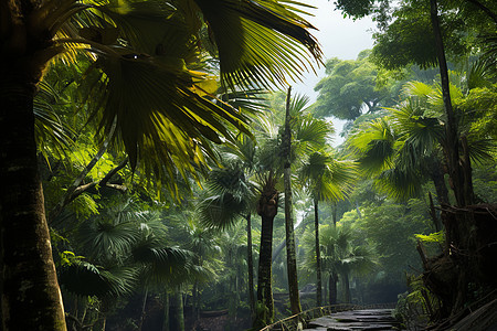 雨林的清晨景色图片