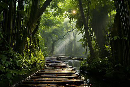 热带雨林的景观图片