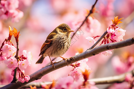 小鸟站在桃花树上图片