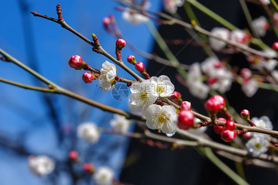 公园的梅花盛开图片