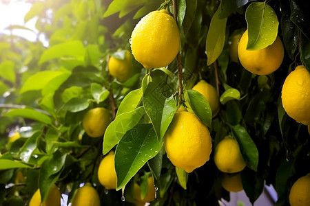 成熟的柠檬树图片