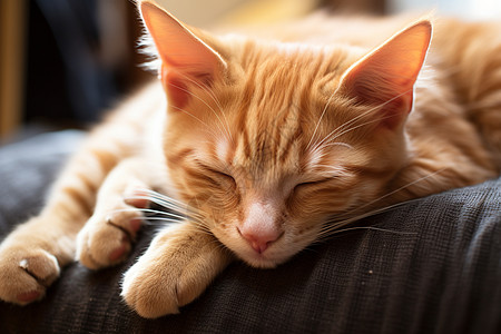 橘色小猫在沙发上闭着眼睛睡觉图片