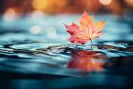 秋叶漂浮在水面上图片