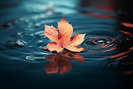 秋叶漂浮的落叶图片