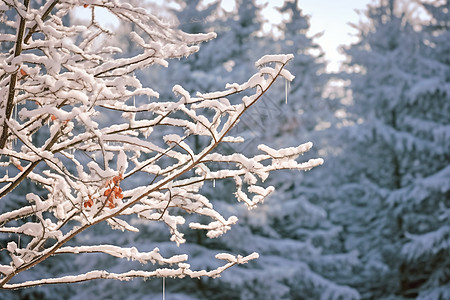 雪花红梅雪中红梅背景