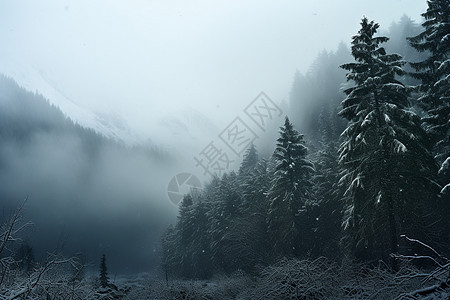 冬日雪山树林图片
