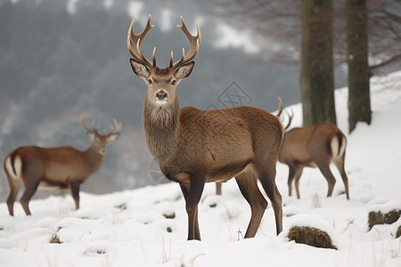 白尾鹿群在雪地上图片