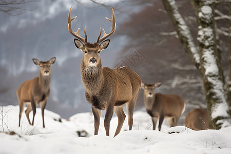 雪地上的白尾鹿群图片