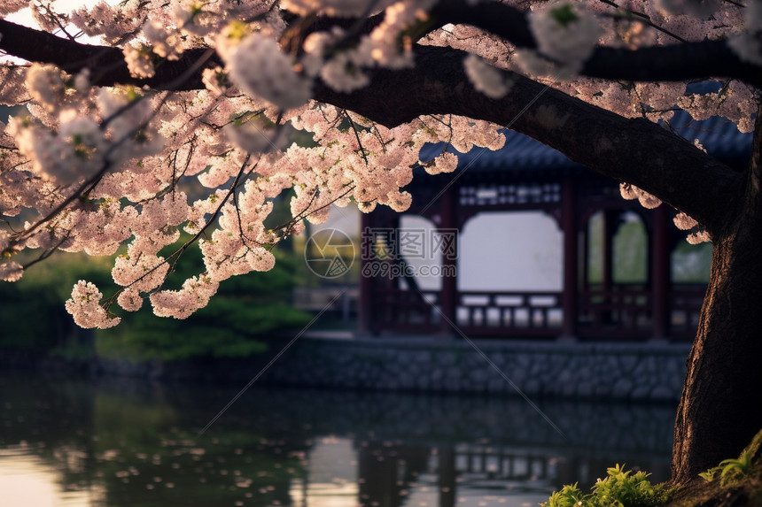 流水与樱花图片