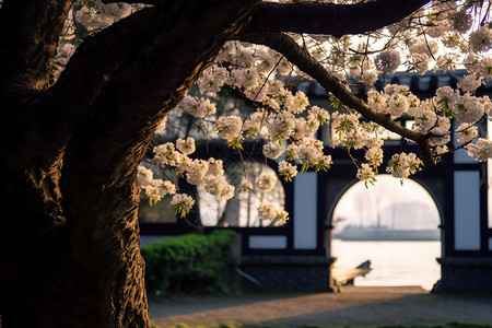 树枝特写太子湾公园背景