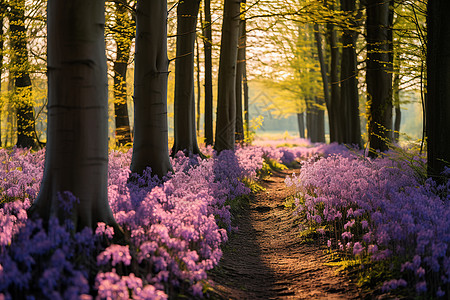 紫色花草林中的小径背景图片