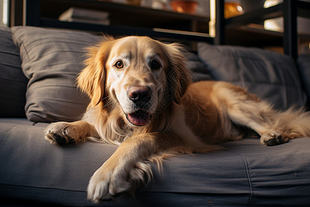 金毛犬躺在沙发上图片