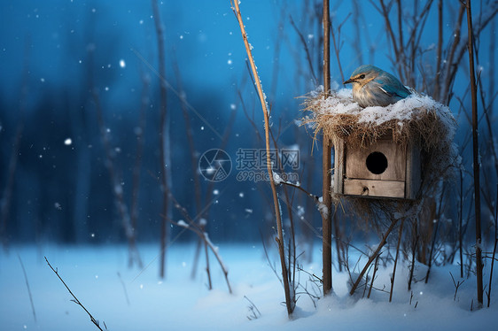 雪地里小鸟屋图片