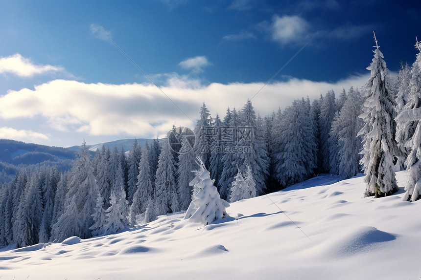 冬天的美丽森林图片