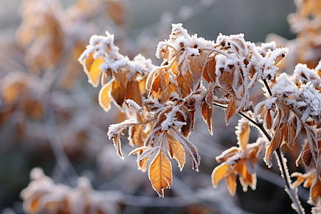 树枝上的冰雪图片