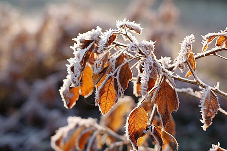 冰雪中的枝叶图片