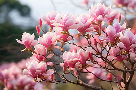 花海中的绚烂春光图片