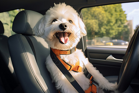 快乐小狗坐在汽车后座图片