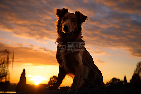 夕阳下坐石头上的狗图片