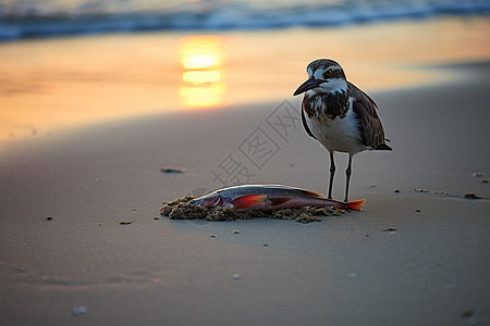 黄昏沙滩上的鸟图片