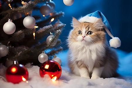 可爱圣诞猫咪背景图片