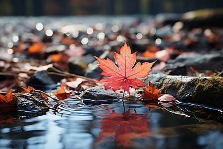 红叶漂浮于水面图片