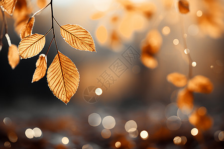 秋阳照耀下的树叶图片