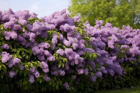 紫丁香花盛放背景