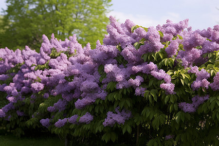 紫丁香花园图片