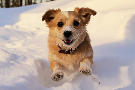 雪地里奔跑的小狗图片