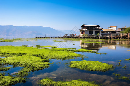 湖泊青苔旁边的小屋图片