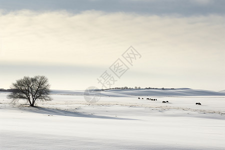 冬日草原的雪中孤树图片