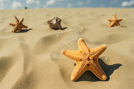 沙滩上的美丽海星图片