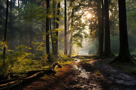 晨光穿过森林的小路图片