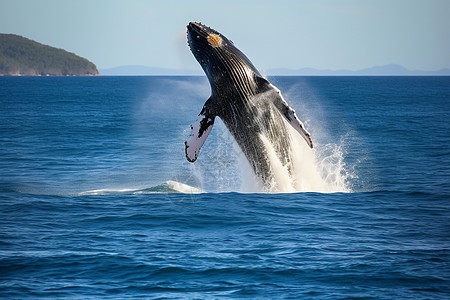 大海中跃出水面的座头鲸图片