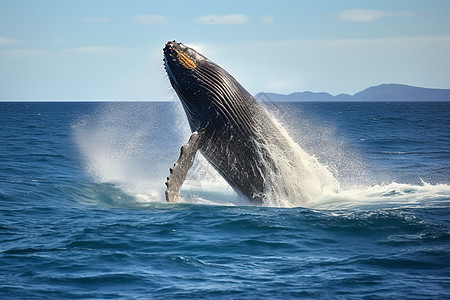 巨型座头鲸跳出水面背景
