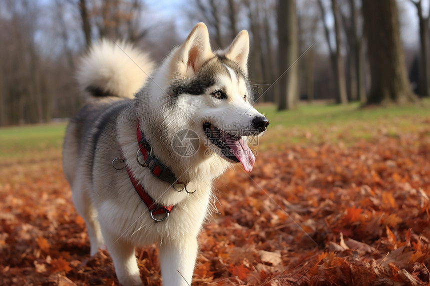 狗在秋叶覆盖的田野上图片