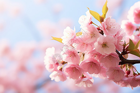 樱花盛放的美丽景象图片
