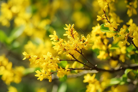 美丽盛开的黄色花朵图片