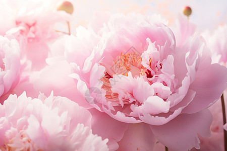 盛开的花朵中的粉色花束图片