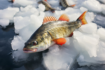 冰块冷藏的鱼背景图片
