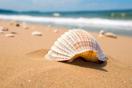 海边夏日的贝壳图片