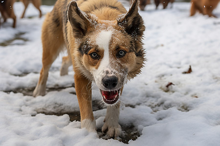 雪地里的流浪狗图片