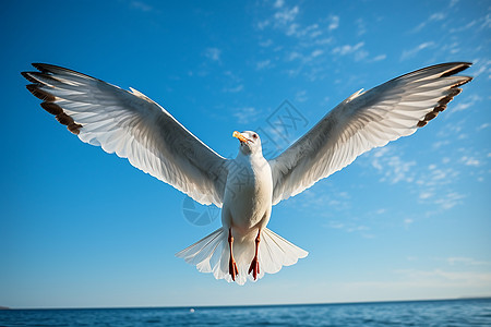 展翅飞翔的海鸥背景图片