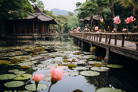 花木板传统度假公园中的荷塘背景