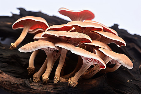 新鲜采摘的菌菇高清图片