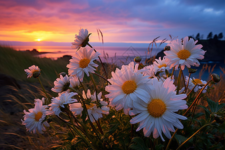 夕阳下的花海景观图片