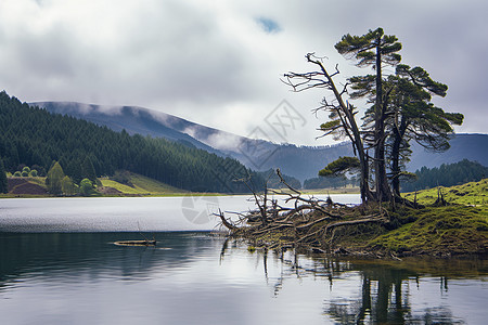 夏季森林湖泊的美丽景观图片