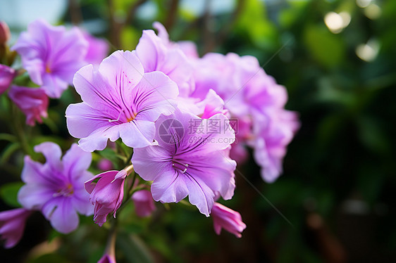 突然出现的紫花图片